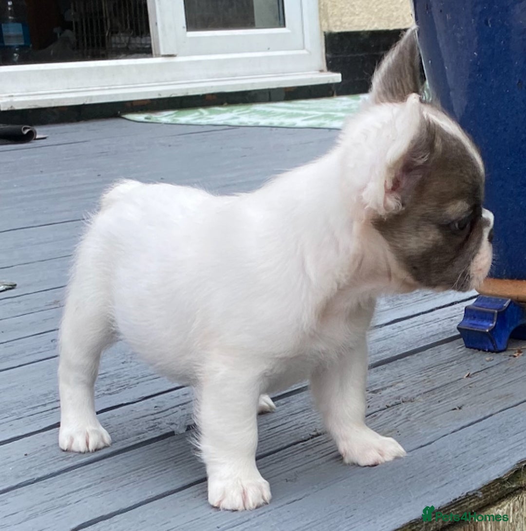 French Bulldog dogs for sale: DNA Health tested 5 🌟 KC fluffy French bulldogs - Image 31