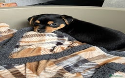 Jack Russell dogs for sale: Miniature Jack Russell  - Image 15