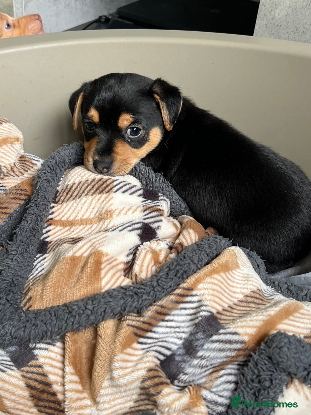 Jack Russell dogs for sale: Miniature Jack Russell  - Image 15