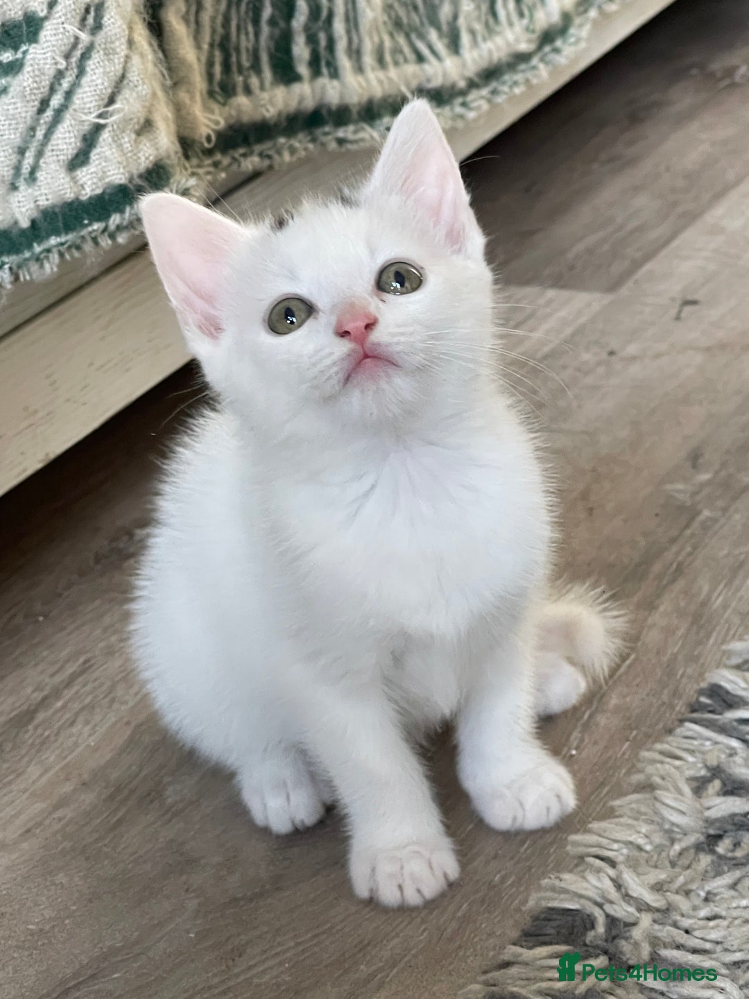 British Shorthair cats for sale: Kittens for sale  - Image 9