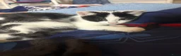 Mixed Breed cats for sale: Kittens  - Advert 14