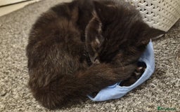 Maine Coon cats for sale: Beautiful cats looking for forever homes - Image 25