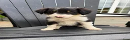 Border Collie dogs for sale: Border collie pups for sale - Advert 7