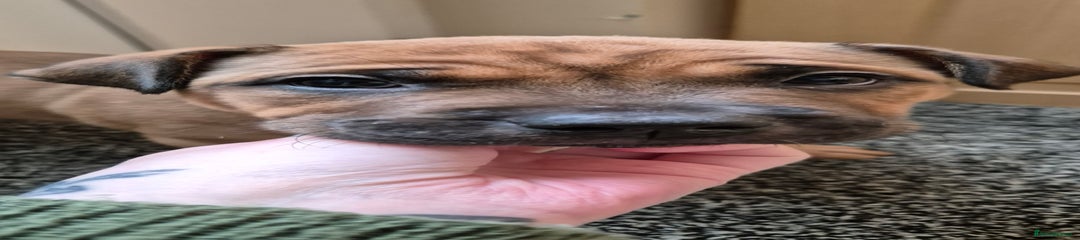 Shar Pei Puppy 6