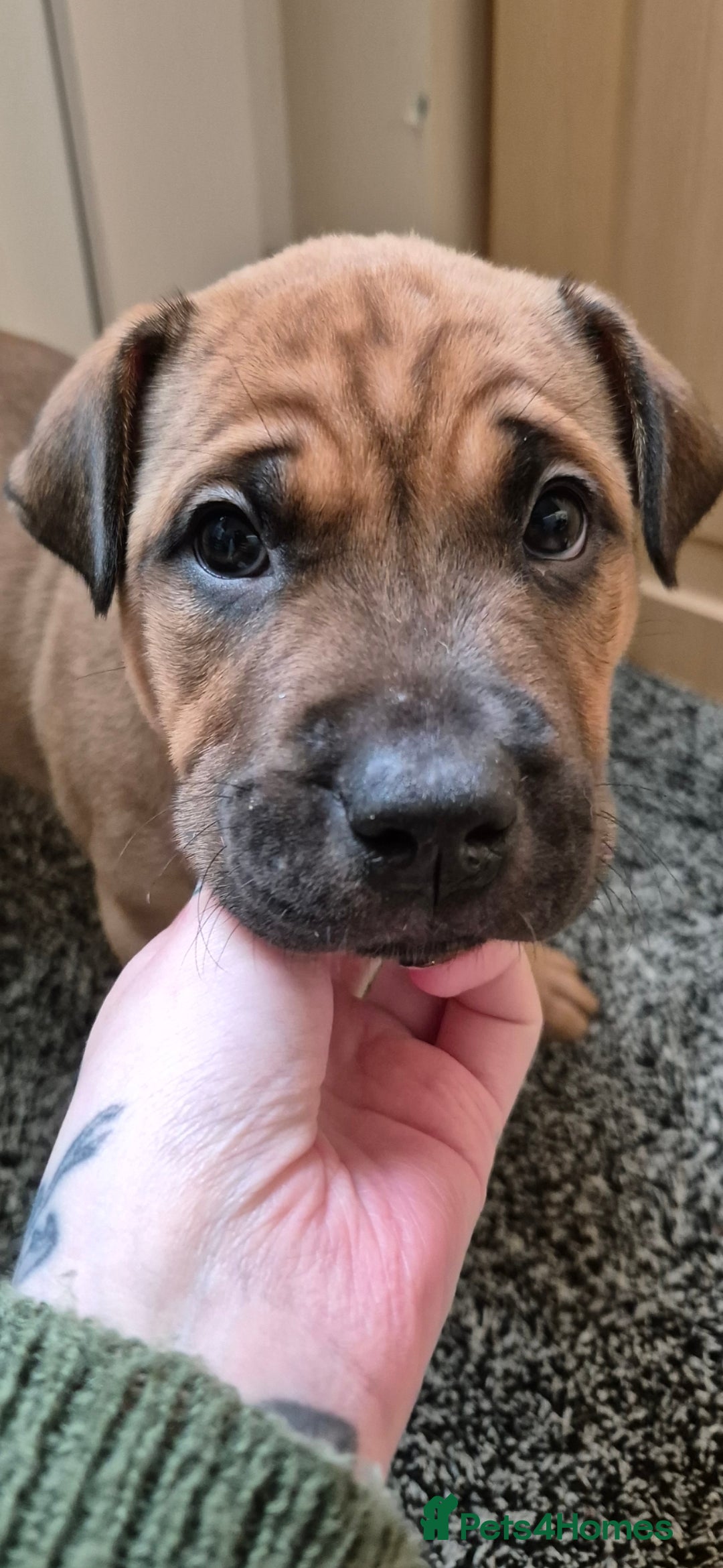 Shar Pei dogs for sale: Shar Pei puppies (READY TO GO NOW) - Image 20