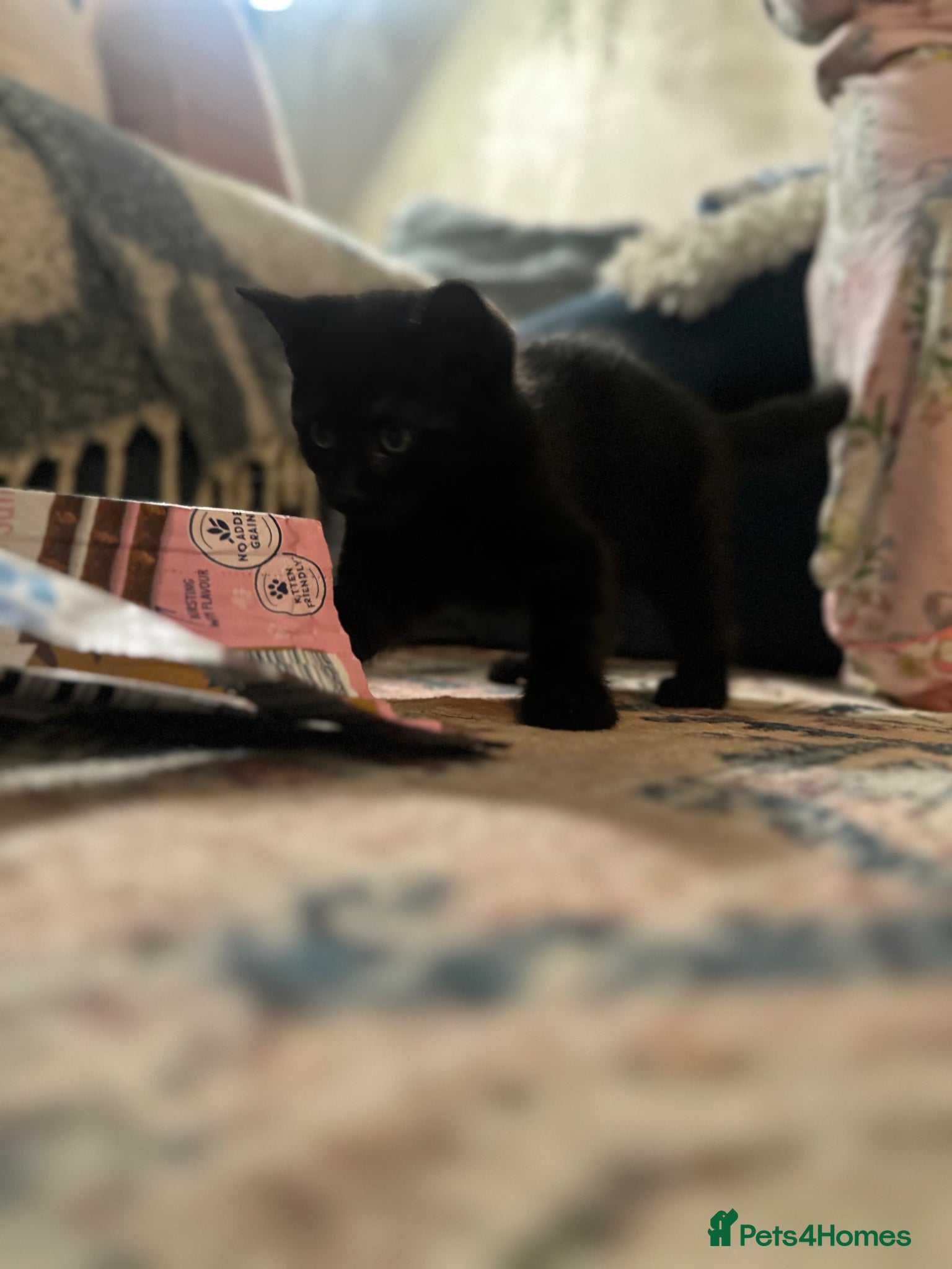 Mixed Breed cats for sale: Last 2 remaining reduced beautiful playful kittens - Advert 4