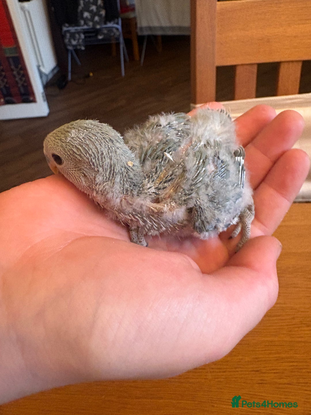 Lovebirds birds for sale: Lovebird babies - friendly chicks - Advert 4