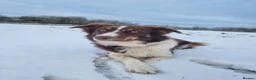 Border Collie dogs for sale: Red and white Tri colour puppies - Advert 2
