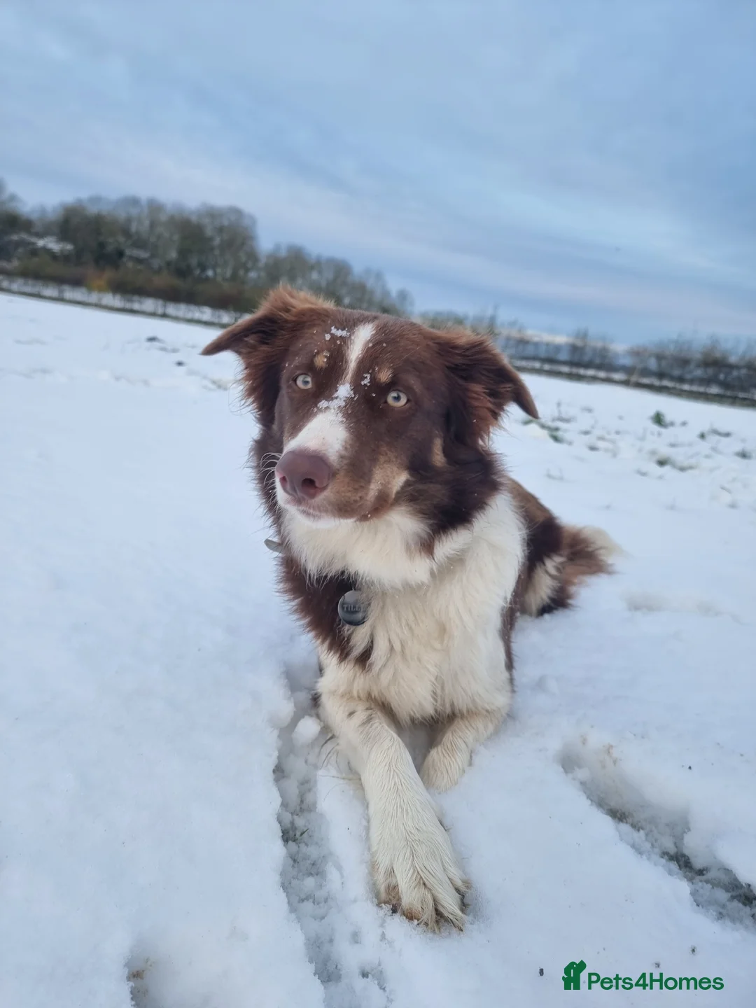 Border Collie dogs for sale: Red and white Tri colour puppies - Advert 2