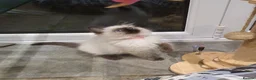 Ragdoll cats for sale: Beautiful GCCF Registered Ragdoll Kittens. - Advert 33