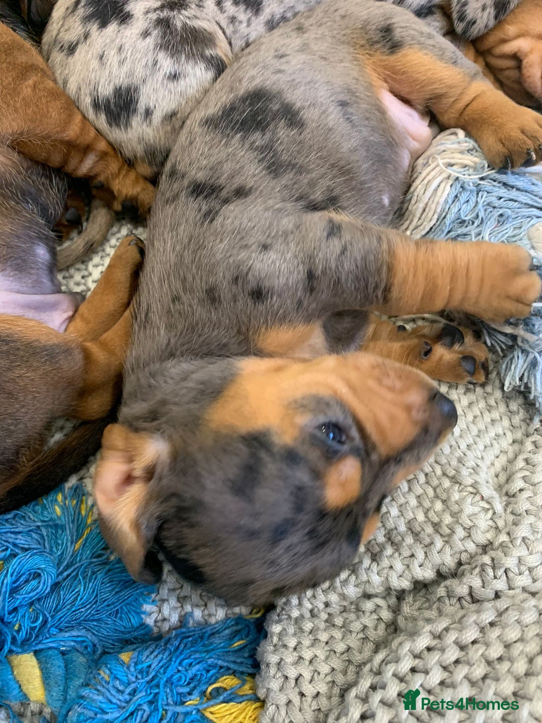 Miniature Dachshund dogs for stud: Miniature Red Dapple - KC Reg in Sheffield - Advert 15