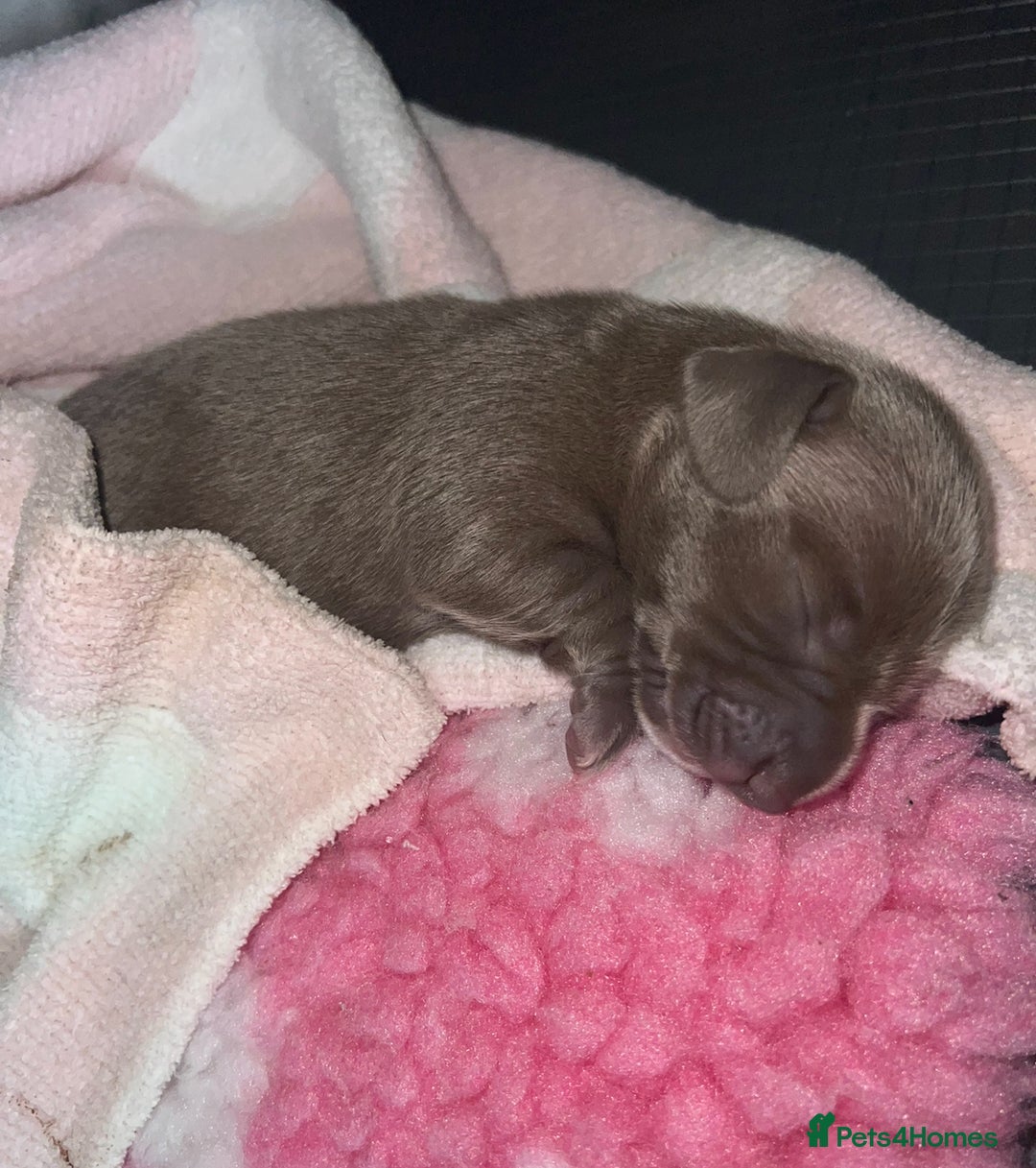 Miniature Dachshund dogs for sale: ✨ THE LAST BEAUTIFULLY BRED KC REG GIRL  - Image 13
