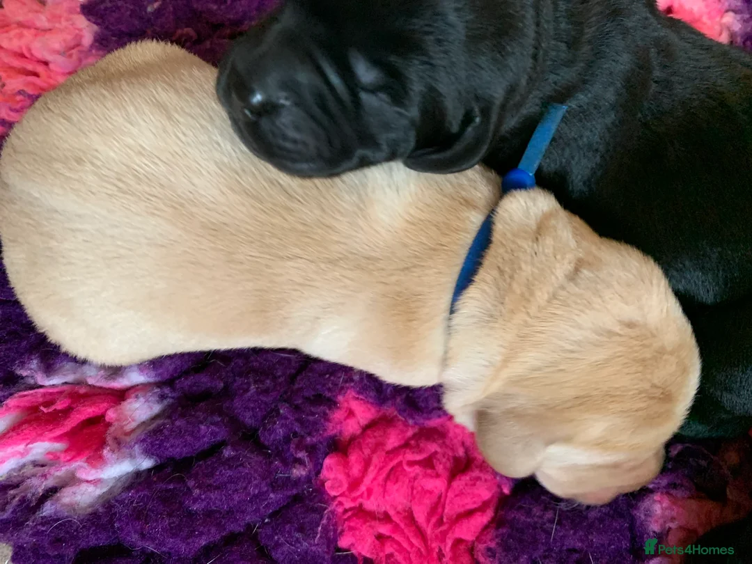 Labrador Retriever dogs for sale: 3 black & 1 yellow stunning boys available - Advert 2