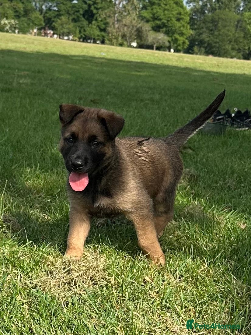 Belgian Shepherd Dog dogs for sale: Belgium Malinois  - Advert 3