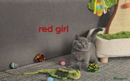 British Shorthair cats for sale: British Blue Shorthair kittens, GCCF pedigree - Image 2
