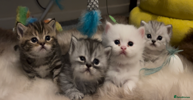 Munchkin cats - Advert 6