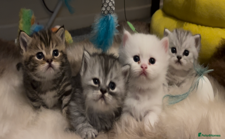 Munchkin cats - Advert 1