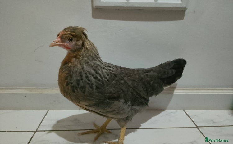 Hens poultry - Advert 1