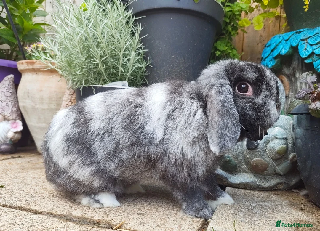 Mini Lop rabbits for sale: Beautiful black magpie mini lop buck  - Advert 2