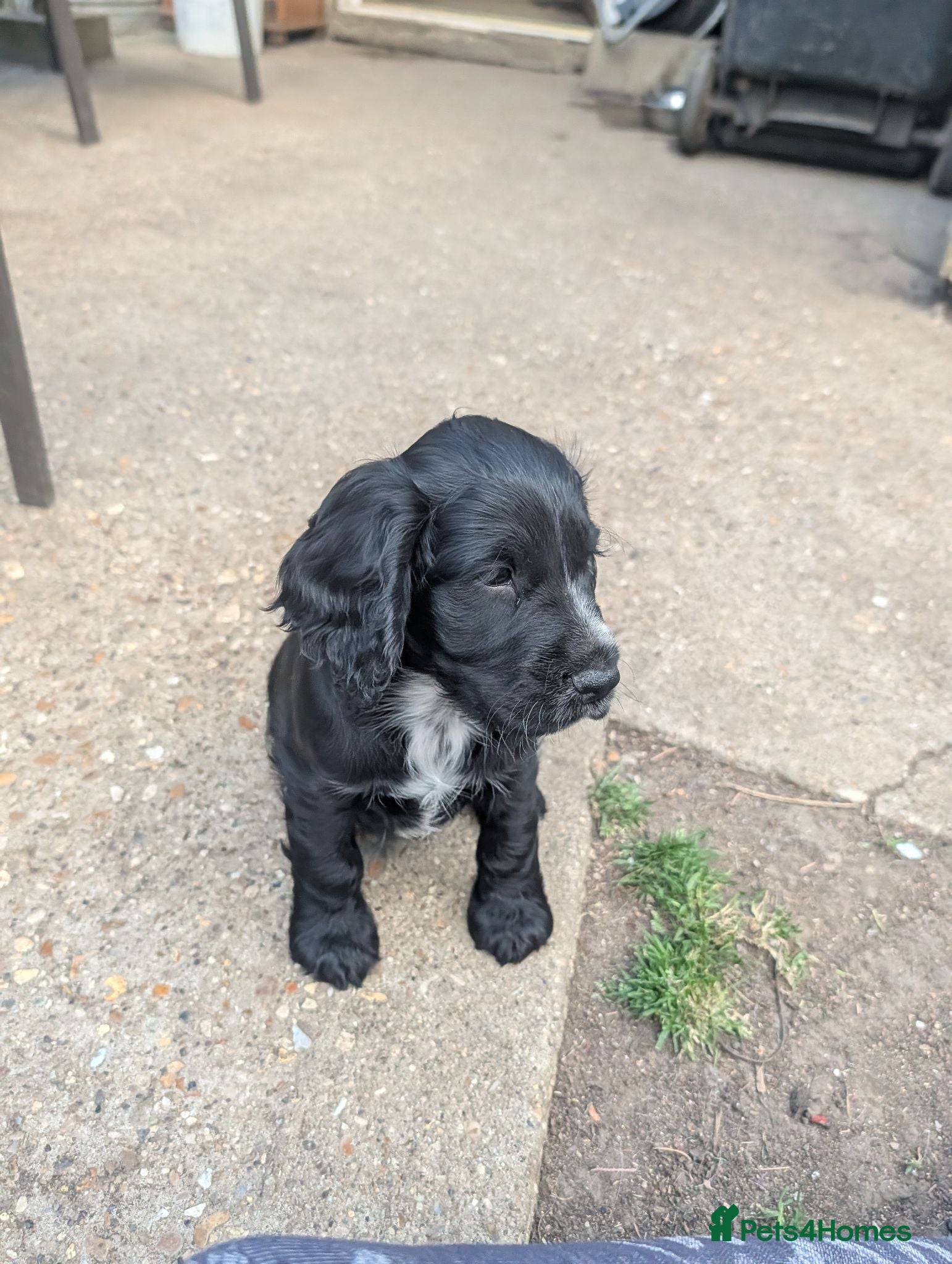 Cocker Spaniel dogs 1 beautiful boy available  - Advert 2