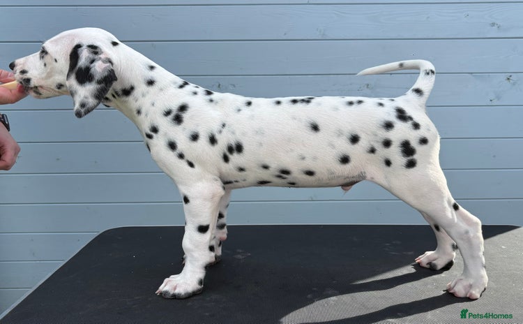 Dalmatian dogs - Advert 2