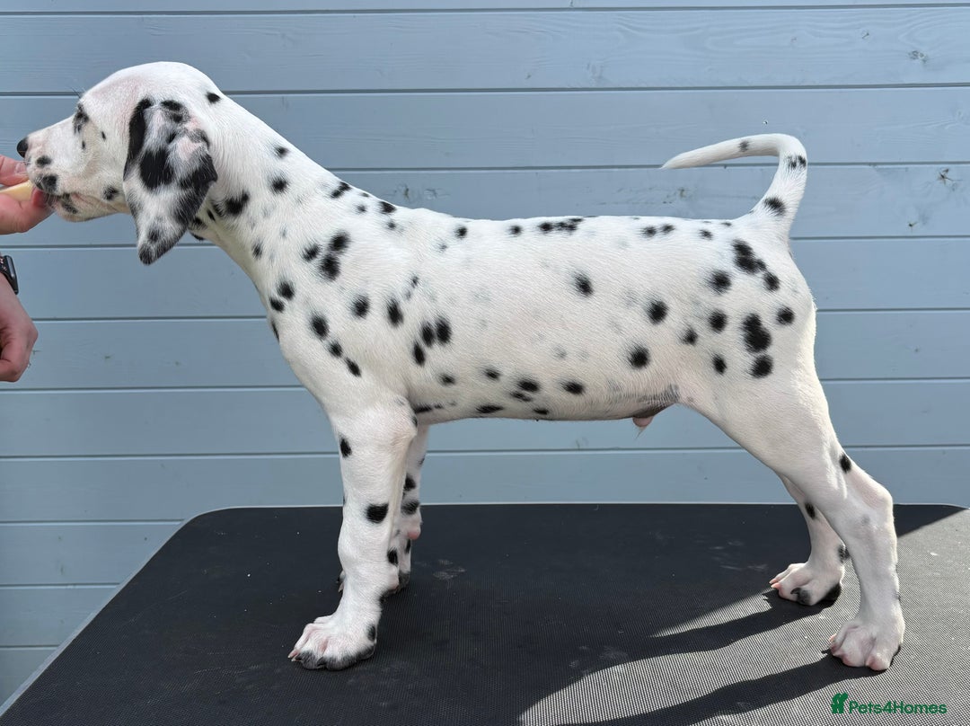 Dalmatian dogs for sale: One gorgeous KC registered Dalmatian puppy - Image 1