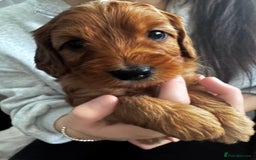 Cockapoo dogs for sale: Adorable F1B puppies born weekly pictures progress - Image 7