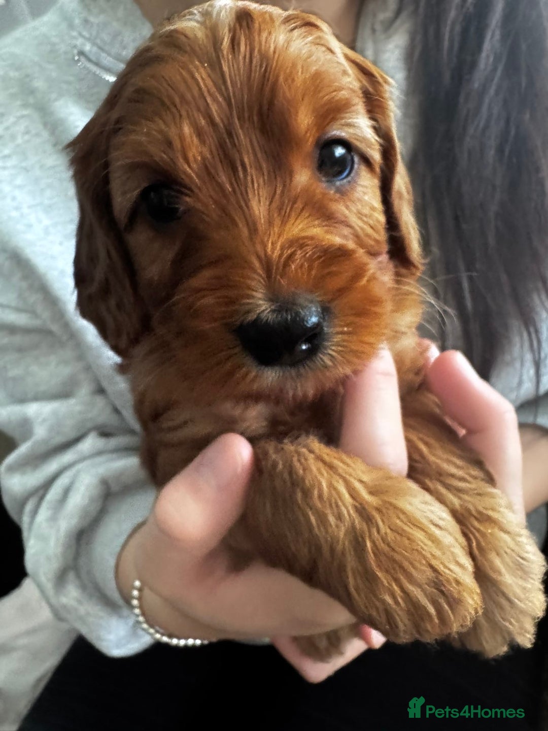 Cockapoo dogs for sale: Adorable F1B puppies born weekly pictures progress - Image 7