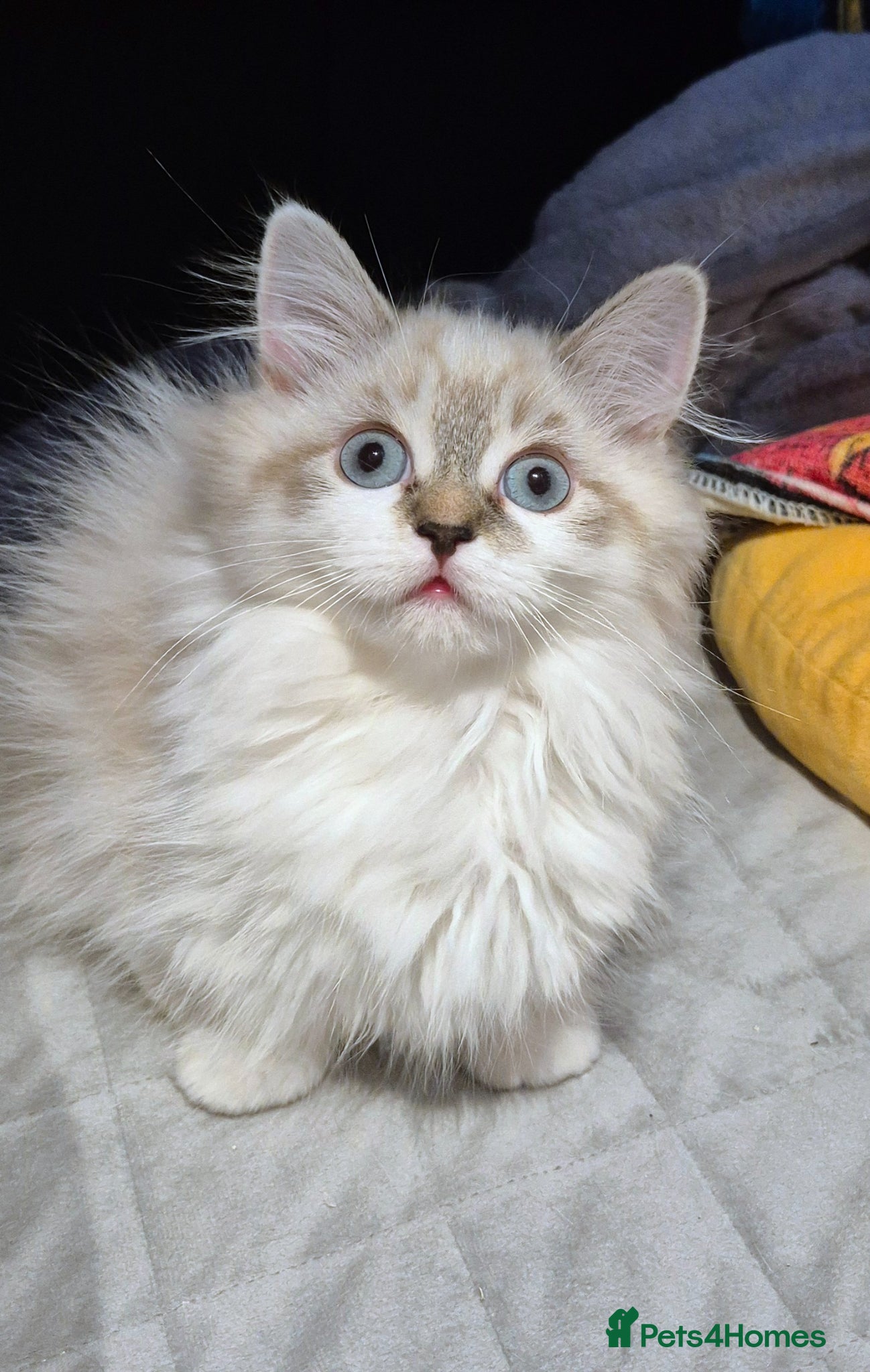 Munchkin cats Super short legs Munchkin boy, full TICA pedigree - Advert 15