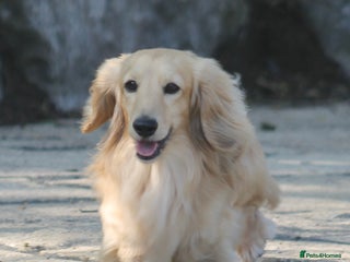 Miniature Dachshund dogs in Newton Abbot - Advert 35