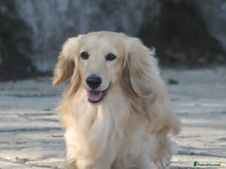 Miniature Dachshund dogs Cream i/i long haired Miniature Dachshund in Newton Abbot - Advert 5