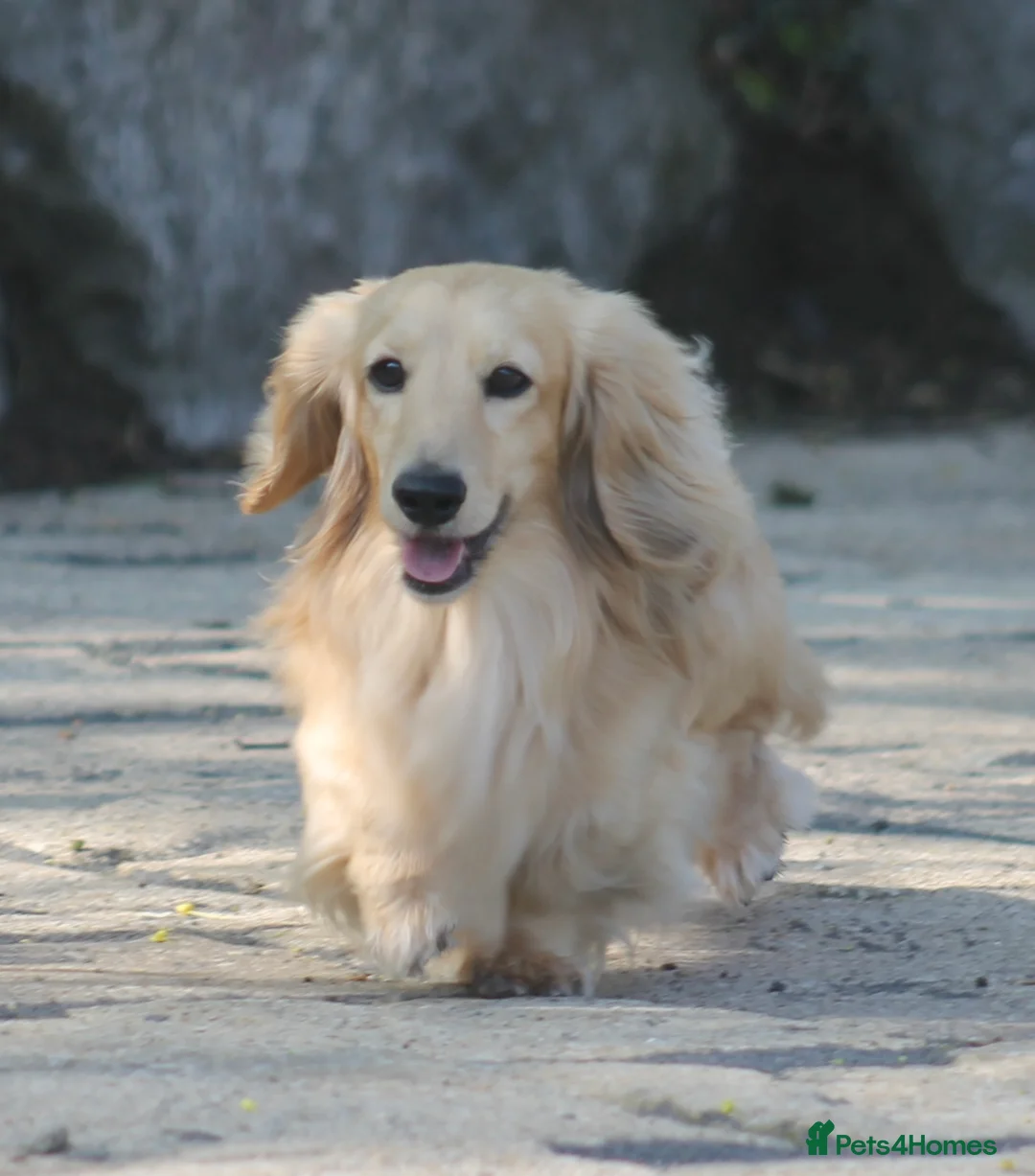 Miniature Dachshund dogs for stud:  Cream i/i long haired Miniature Dachshund  in Newton Abbot - Advert 1