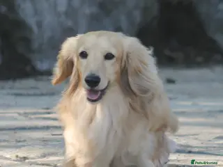 Miniature Dachshund dogs Cream i/i long haired Miniature Dachshund in Newton Abbot - Advert 23