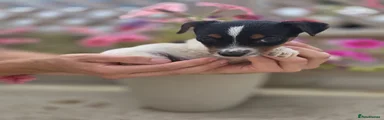 Jack Russell 2
