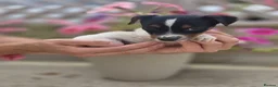 Jack Russell dogs for sale: Jack Russell pups in Maidstone - Advert 5