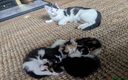 Mixed Breed cats for sale: Gorgeous fluffy kittens - Image 11
