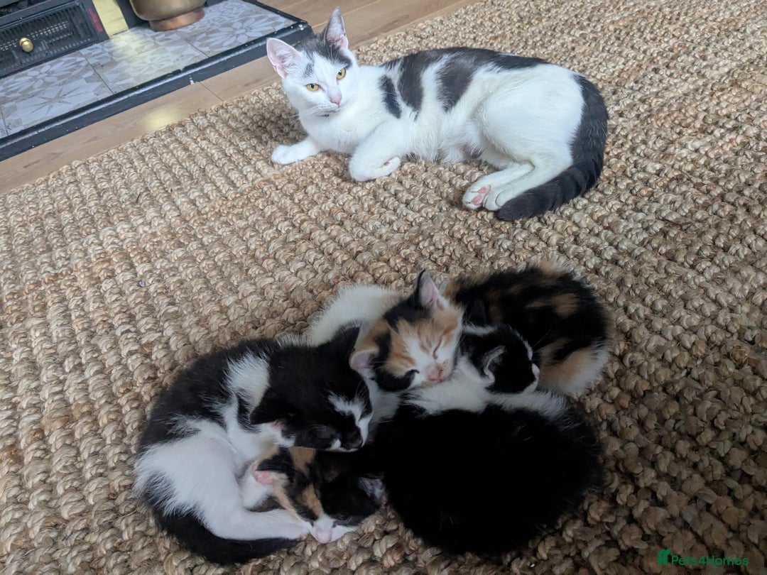 Mixed Breed cats for sale: Gorgeous fluffy kittens - Image 11