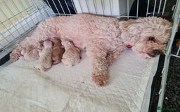 Cavapoo dogs for sale: 5 beautiful cavapoos for sale - Image 8