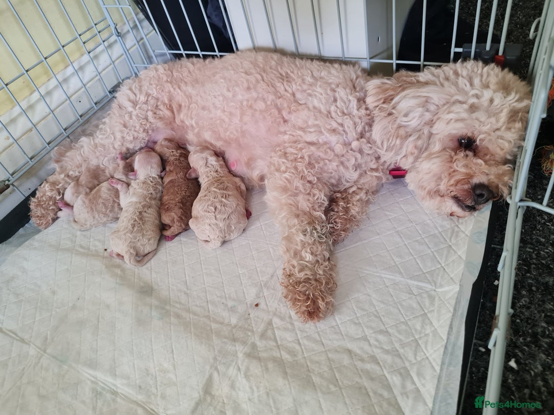 Cavapoo dogs for sale: 5 beautiful cavapoos for sale - Image 8
