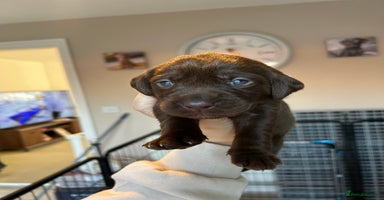 Labrador Retriever dogs - Advert 3