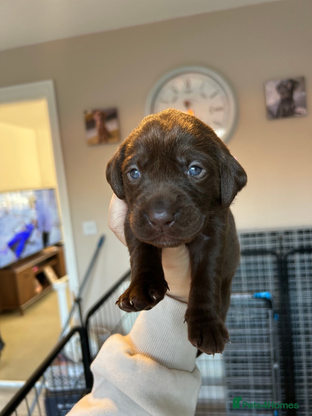 Labrador Retriever dogs for sale: Labrador puppies  - Image 2