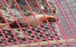 Canaries birds for sale: STAFFORD HERLIQUEEN RED FACTOR DIMORPHIC birds - Image 1
