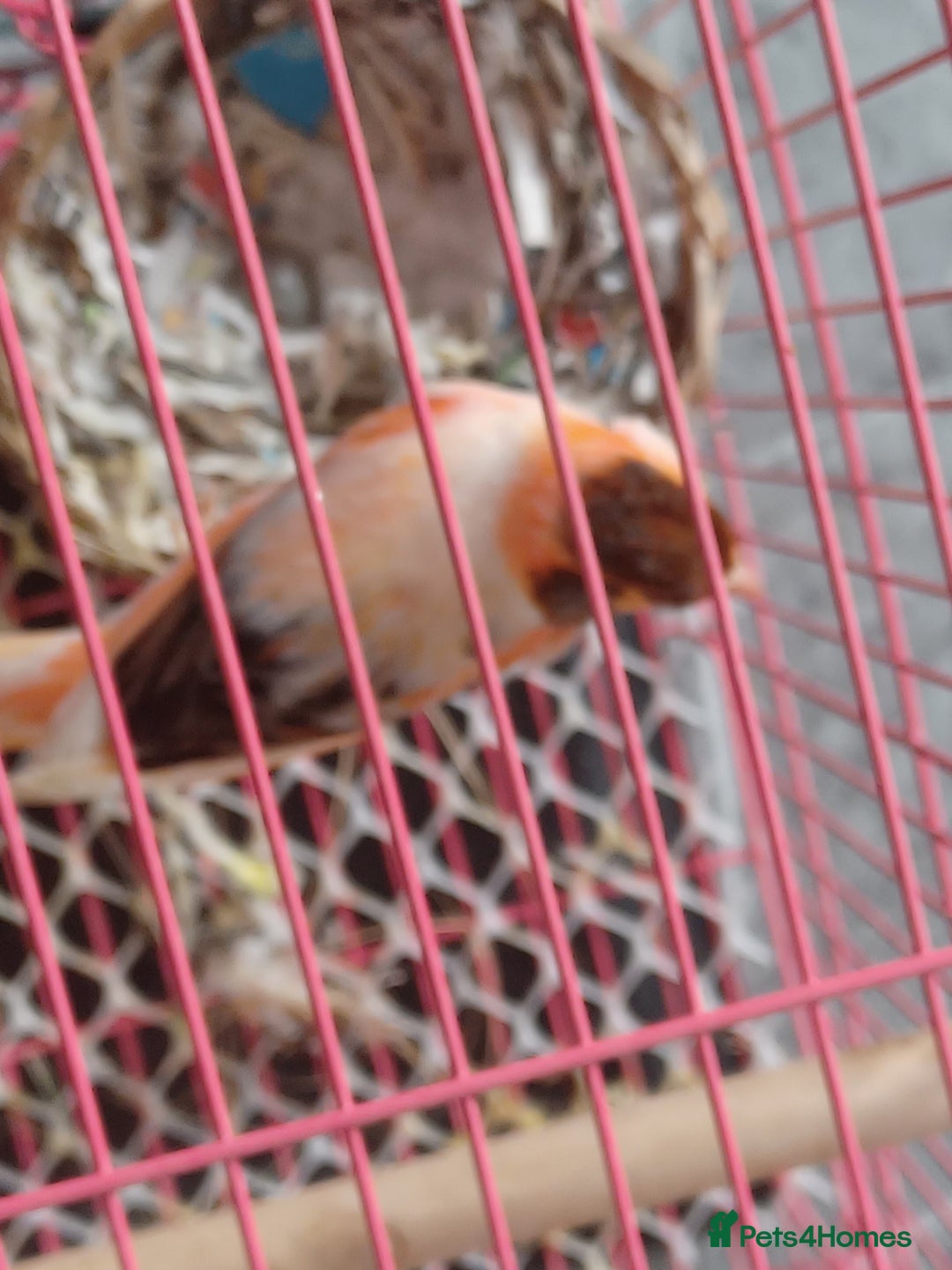 Canaries birds for sale: STAFFORD HERLIQUEEN RED FACTOR DIMORPHIC birds - Image 1