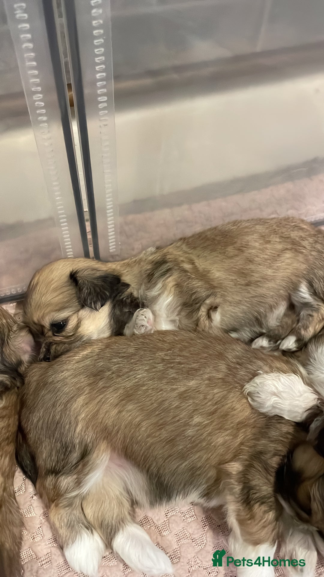 Lhasa Apso dogs for sale: Adorable pedigree Lhasa apso pups  - Image 17