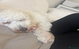 Goldendoodle dogs for sale: Beautiful Goldendoodle - Image 4