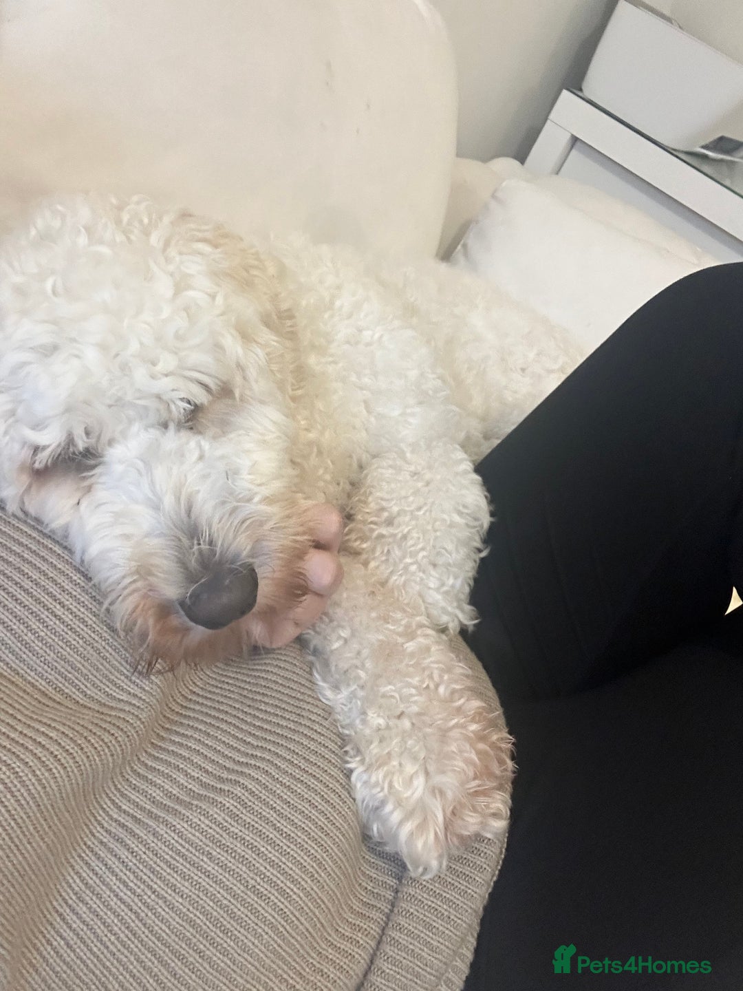 Goldendoodle dogs for sale: Beautiful Goldendoodle - Image 4