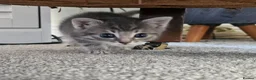 Mixed Breed cats for sale: Cuddle Boy Grey Tabby - Advert 8
