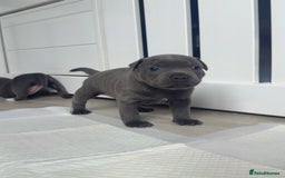 Staffordshire Bull Terrier dogs for sale: Health tested KC Staffordshire Bullterrier puppy’s - Image 5