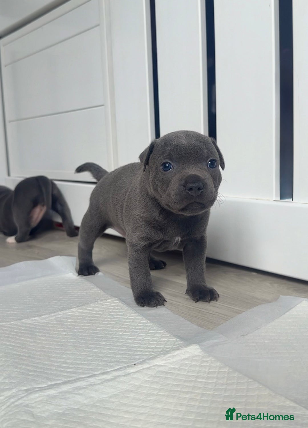 Staffordshire Bull Terrier dogs for sale: Health tested KC Staffordshire Bullterrier puppy’s - Image 5