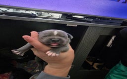 Staffordshire Bull Terrier dogs for sale: Kc blue staffordshire bull terrier puppies  - Image 11